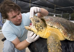 Turtle Hospital administrator Ryan Butts determined the turtle has a bacterial infection in his bloodstream, but is expected to recover.